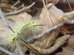 Lophocampa mixta