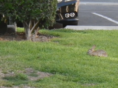 Sylvilagus audubonii