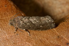 Grapholita funebrana