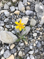 Arnica griscomii