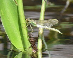 Arigomphus