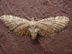 Eupithecia icterata