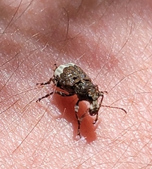 Eurymycter
