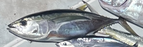 Thunnus, 2022-06-11