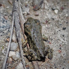 Bufotes viridis viridis
