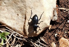 Tentyria grossa grossa