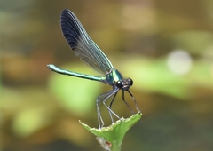 Calopteryx aequabilis