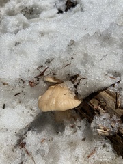 Lentinellus montanus