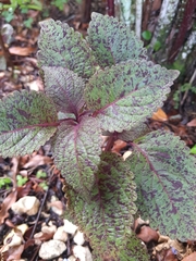 Coleus scutellarioides