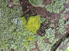 Arthoniomycetes
