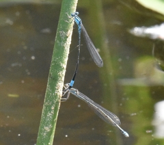 Enallagma divagans