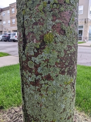 Arthoniomycetes