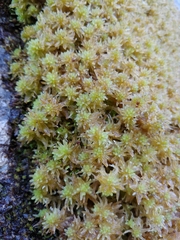 Sphagnum tenellum