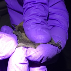 Myotis thysanodes
