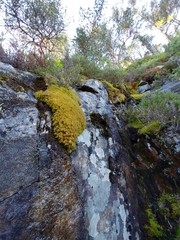 Sphagnum tenellum