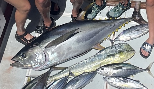 Thunnus, 2022-06-11
