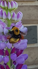 Bombus nevadensis