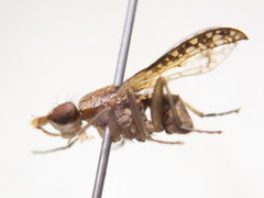 Trypetoptera canadensis