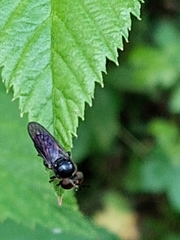 Cerotainia macrocera