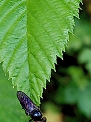 Cerotainia macrocera