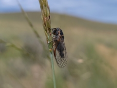 Neoplatypedia constricta