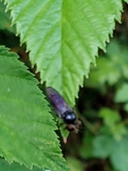 Cerotainia macrocera