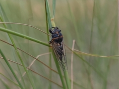 Neoplatypedia constricta