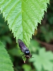 Cerotainia macrocera