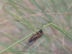 Neoplatypedia constricta