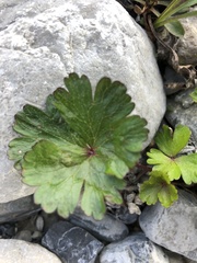 Anemone parviflora