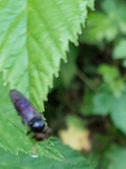 Cerotainia macrocera