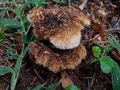 Fungi