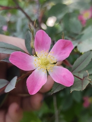 Rosa glauca