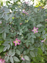 Rosa glauca