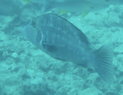 Lethrinus miniatus