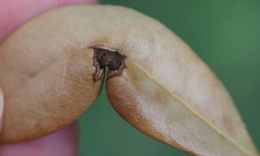 Andricus highlandensis