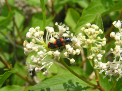 Trichodes nuttalli