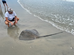 Bathytoshia centroura