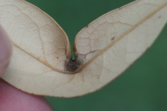 Andricus highlandensis