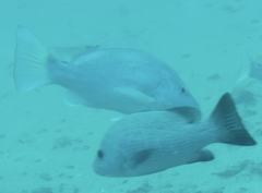 Lutjanus argentimaculatus