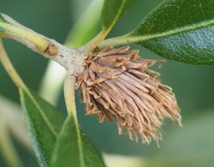 Andricus quercusfoliatus
