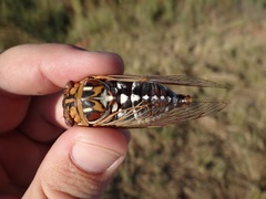 Megatibicen tremulus