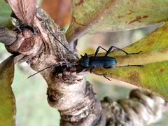Coleoptera