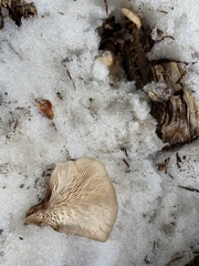 Lentinellus montanus