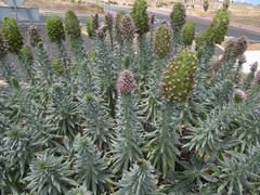 Echium portosanctense