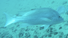 Lutjanus malabaricus