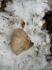 Lentinellus montanus