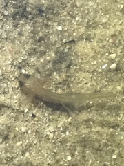 Lissotriton vulgaris