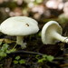 Sweetbread Mushroom - Photo (c) Tatiana Bulyonkova, some rights reserved (CC BY-NC-SA)