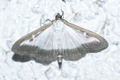 Cydalima perspectalis